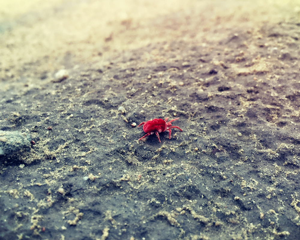 Acarien sur surface textile — illustration de la prolifération en automne et en hiver — conseils d’entretien écologiques Maison Max Clean — Les Astuces de Max